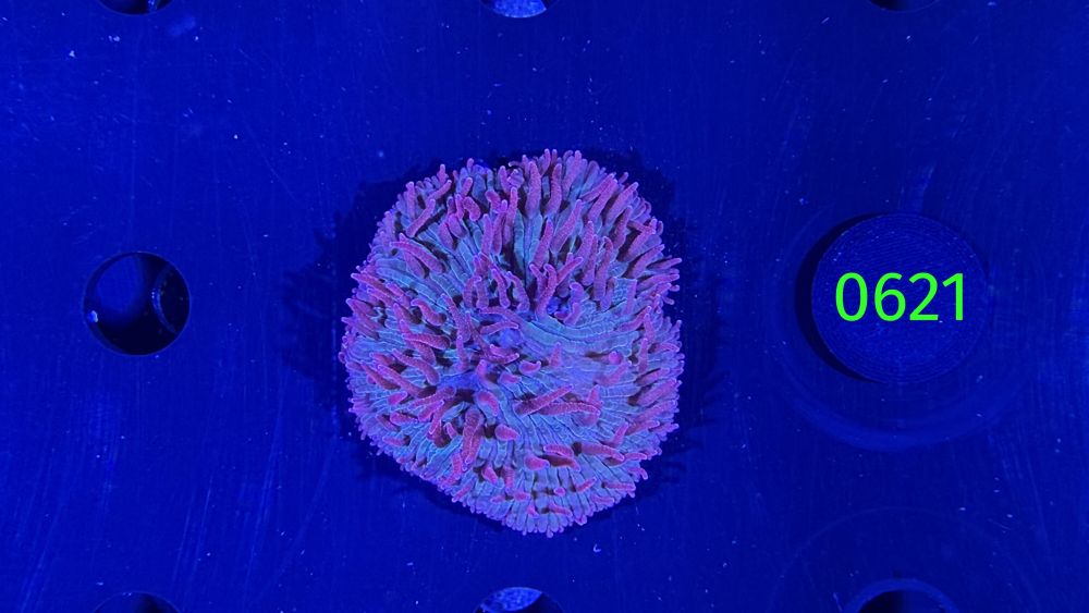 Fungia sp. WYSIWYG 0621