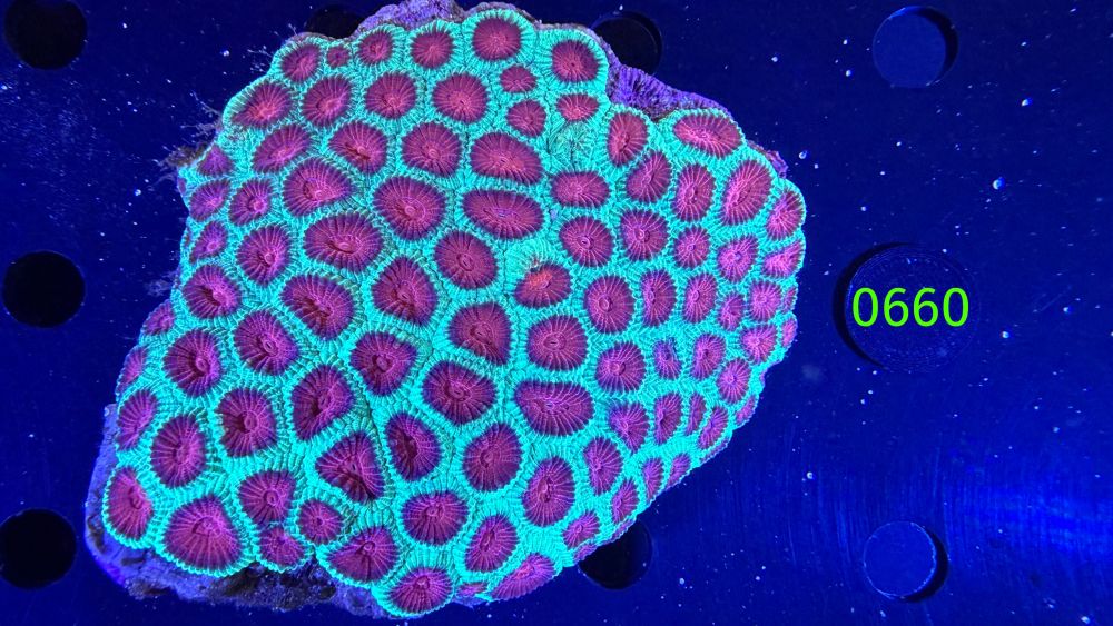 Favia sp. WYSIWYG 0660