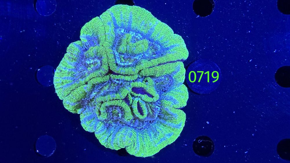 Symphyllia wilsoni WYSIWYG 0719