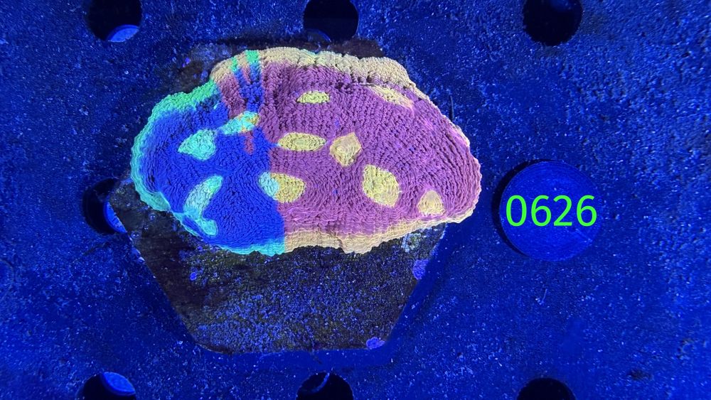 Echinophyllia/Chalice 'Flaming Bugatti' WYSIWYG 0626