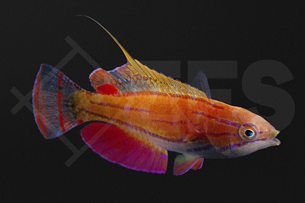 Paracheilinus mccoskeri - McCoskers Zwerglippfisch Paracheilinus mccoskeri - McCoskers Zwerglippfisch