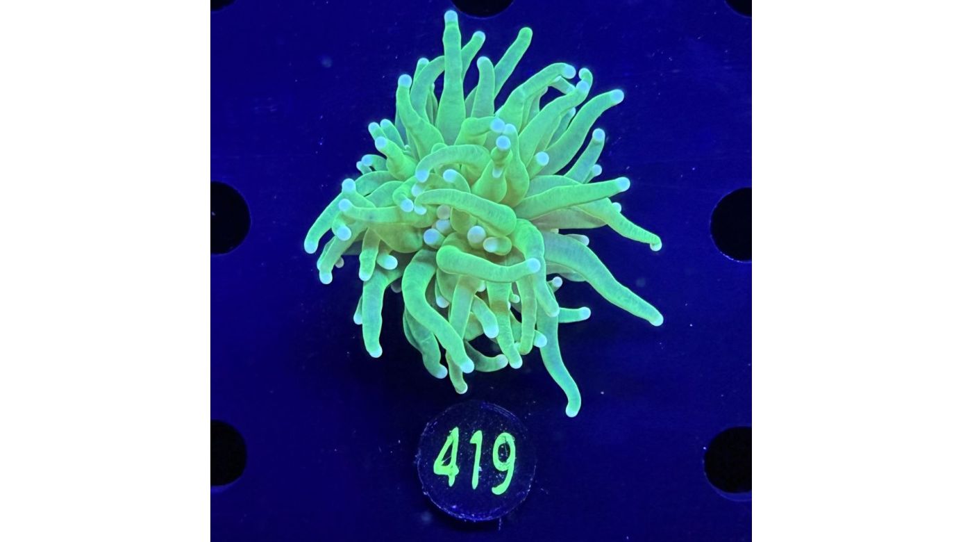 Euphyllia glabrescens - Fackelkoralle Torch "Hulk" 0419