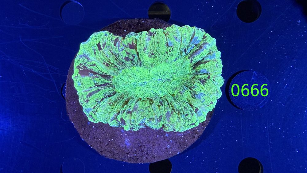 Trachyphyllia geoffroyi WYSIWYG 0666