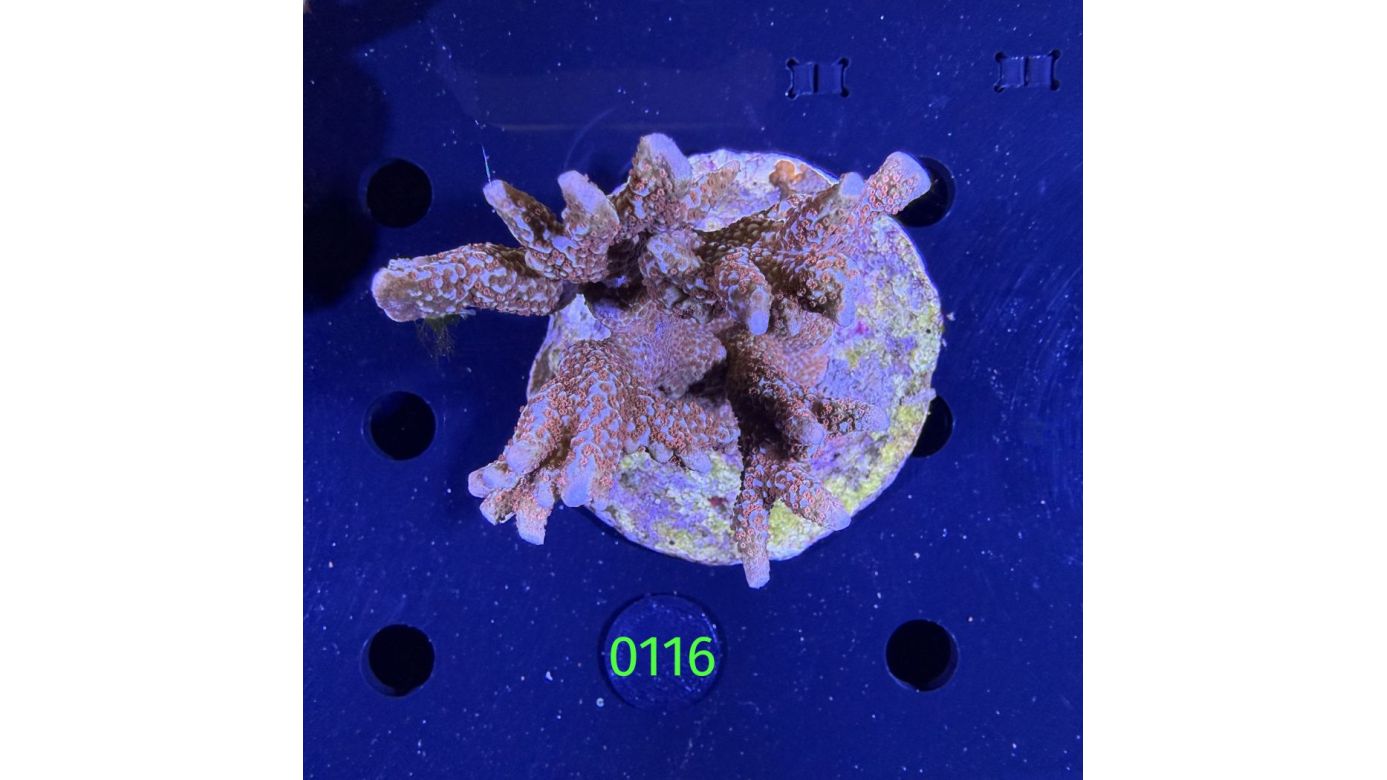 Montipora sp. WYSIWYG 0116