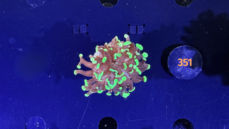 Euphyllia paraancora 1 Kopf "grün" PlanktonPlus Nachzucht 0351