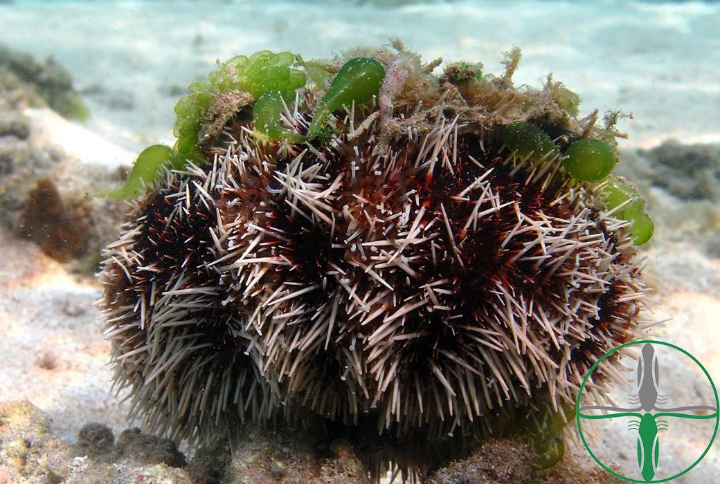 Tripneustes Gratilla - Weißspitzen Pfaffenhut Seeigel