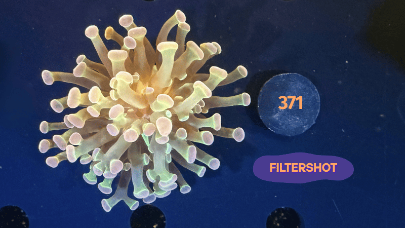 Euphyllia paraancora "multicolor" 0371