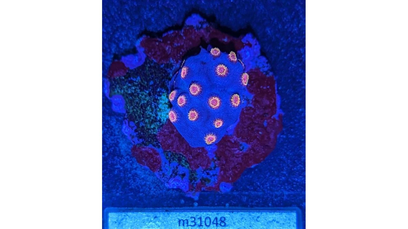 Cyphastrea sp. - Meterorschauer Koralle Lila/Roter Mund Deutsche Nachzucht 0019