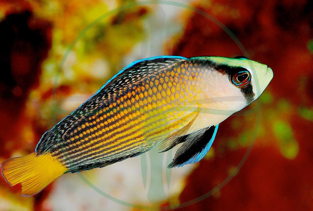 Manonichthys splendens (Pseudochromis) - Pracht Zwergbarsch Nachzucht
