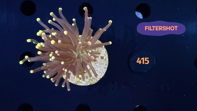 Euphyllia glabrescens - Fackelkoralle Torch "Black torch" 0415