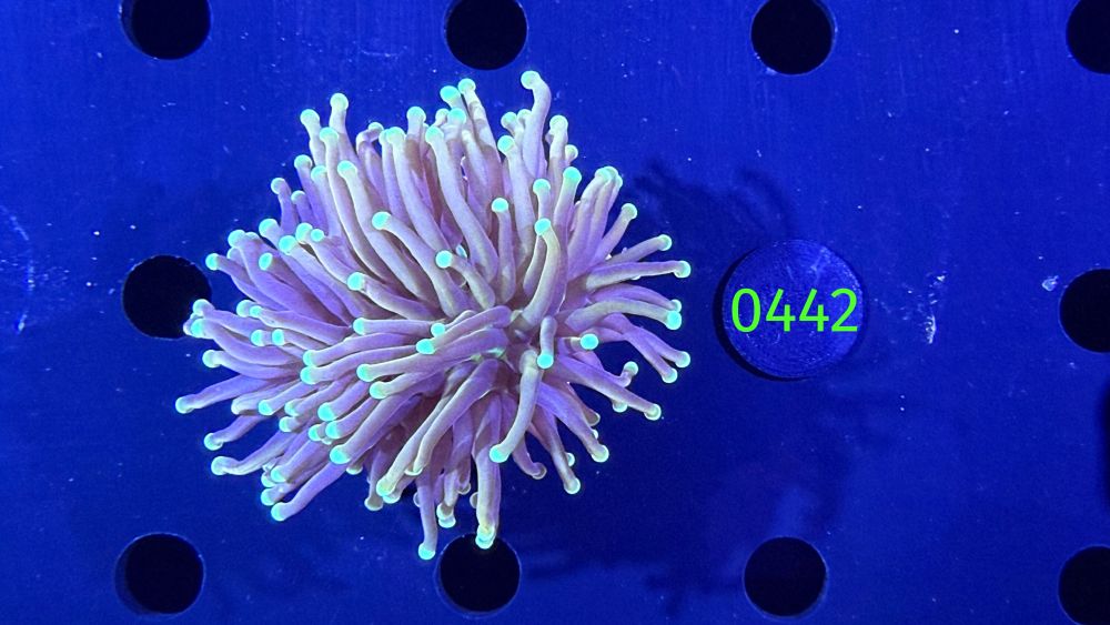 Euphyllia glabrescens - Fackelkoralle Torch 0442