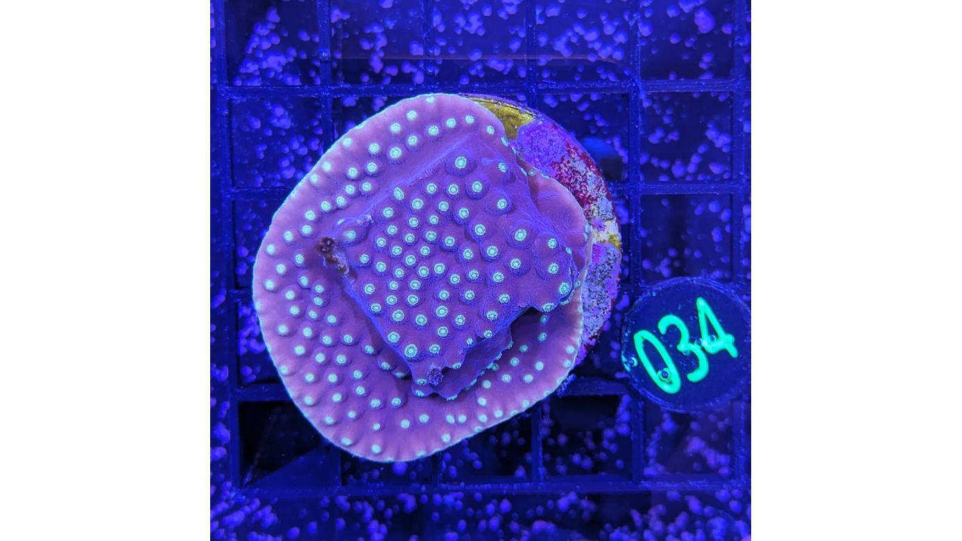 Turbinaria reniformis - Kelchkoralle Lila/Gelb Deutsche Nachzucht 0034