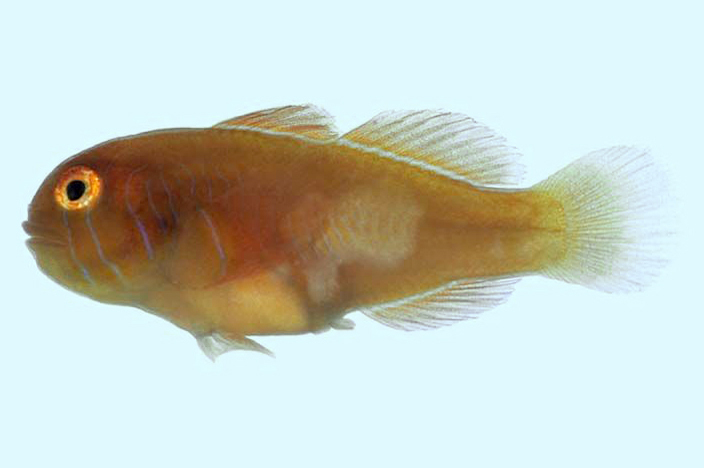 Gobiodon Rivulatus - Rote Korallengrundel