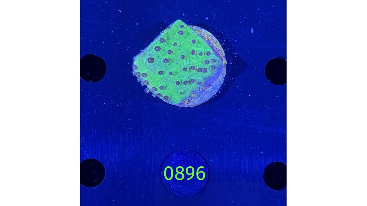 Turbinaria mesenterina - Kelchkoralle DNZ 0896