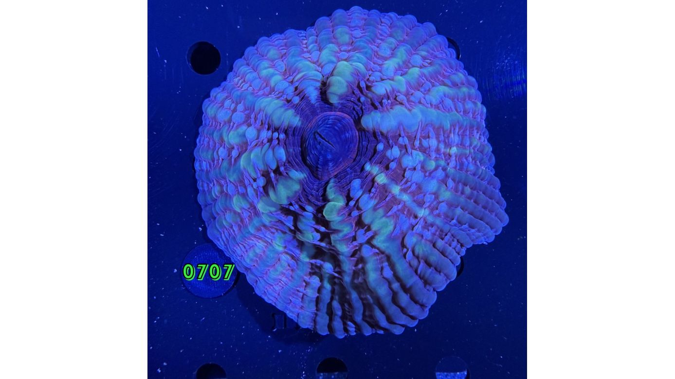 Cynarina lacrymalis WYSIWYG 0707