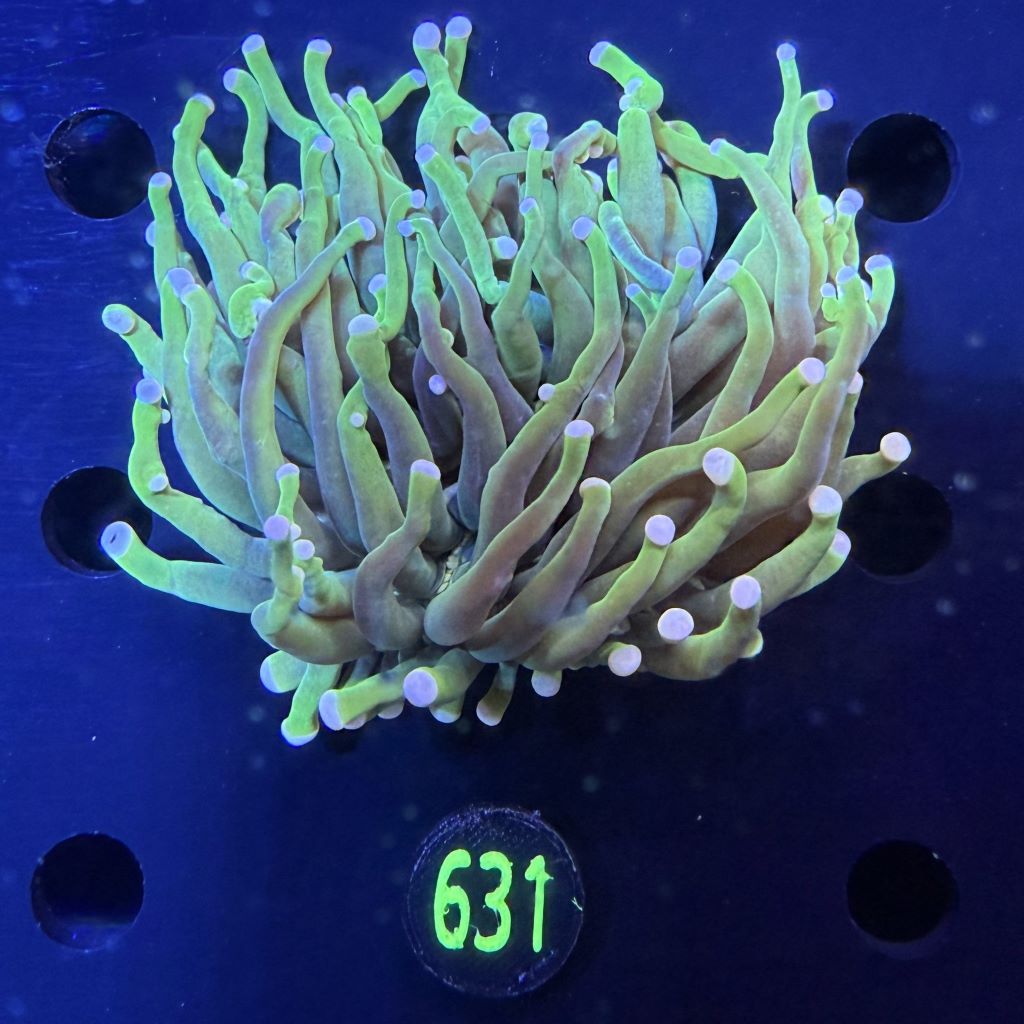 Heliofungia actiniformis WYSIWYG 0631