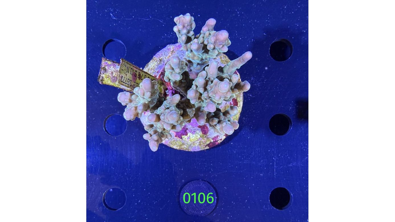 Acropora sp. WYSIWYG 0106