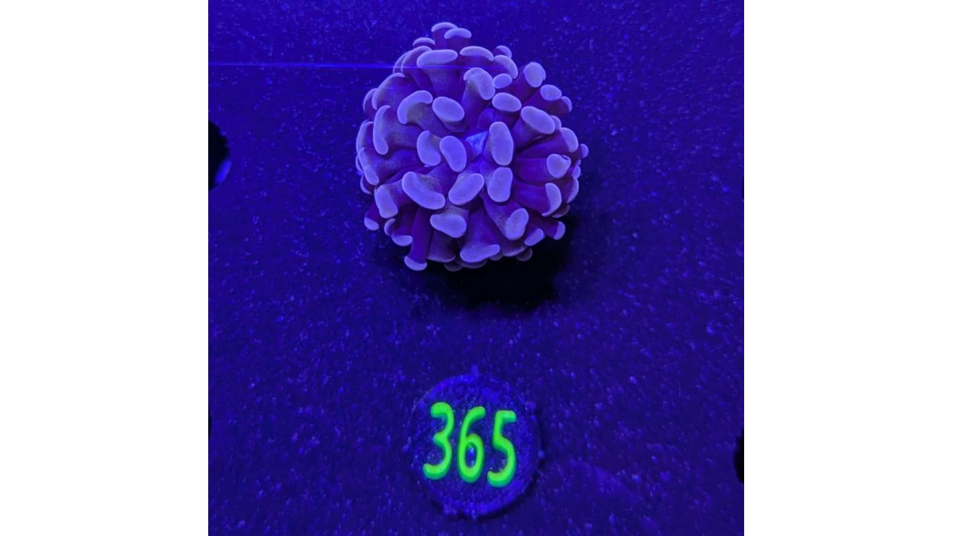 Euphyllia paraancora 1 Kopf "Rosegold" 0365