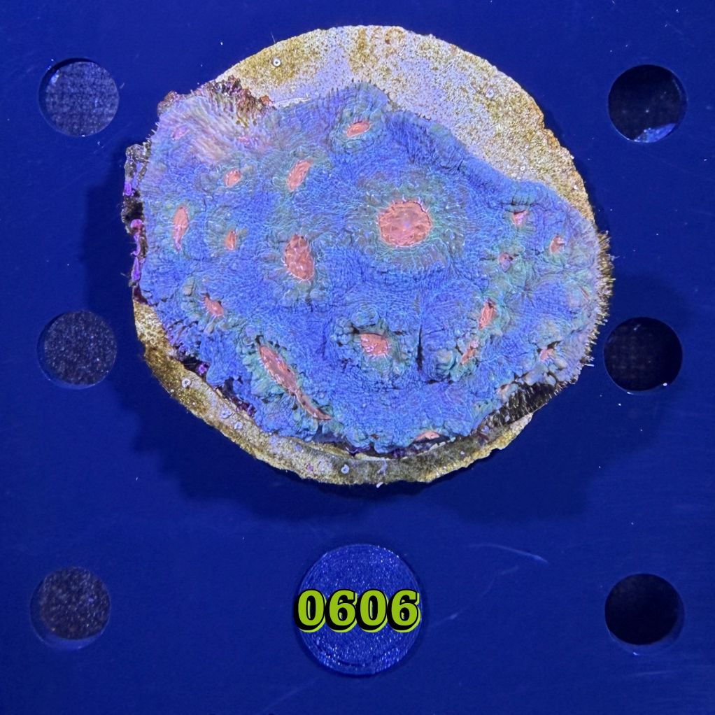 Echinophyllia/Chalice WYSIWYG 0606