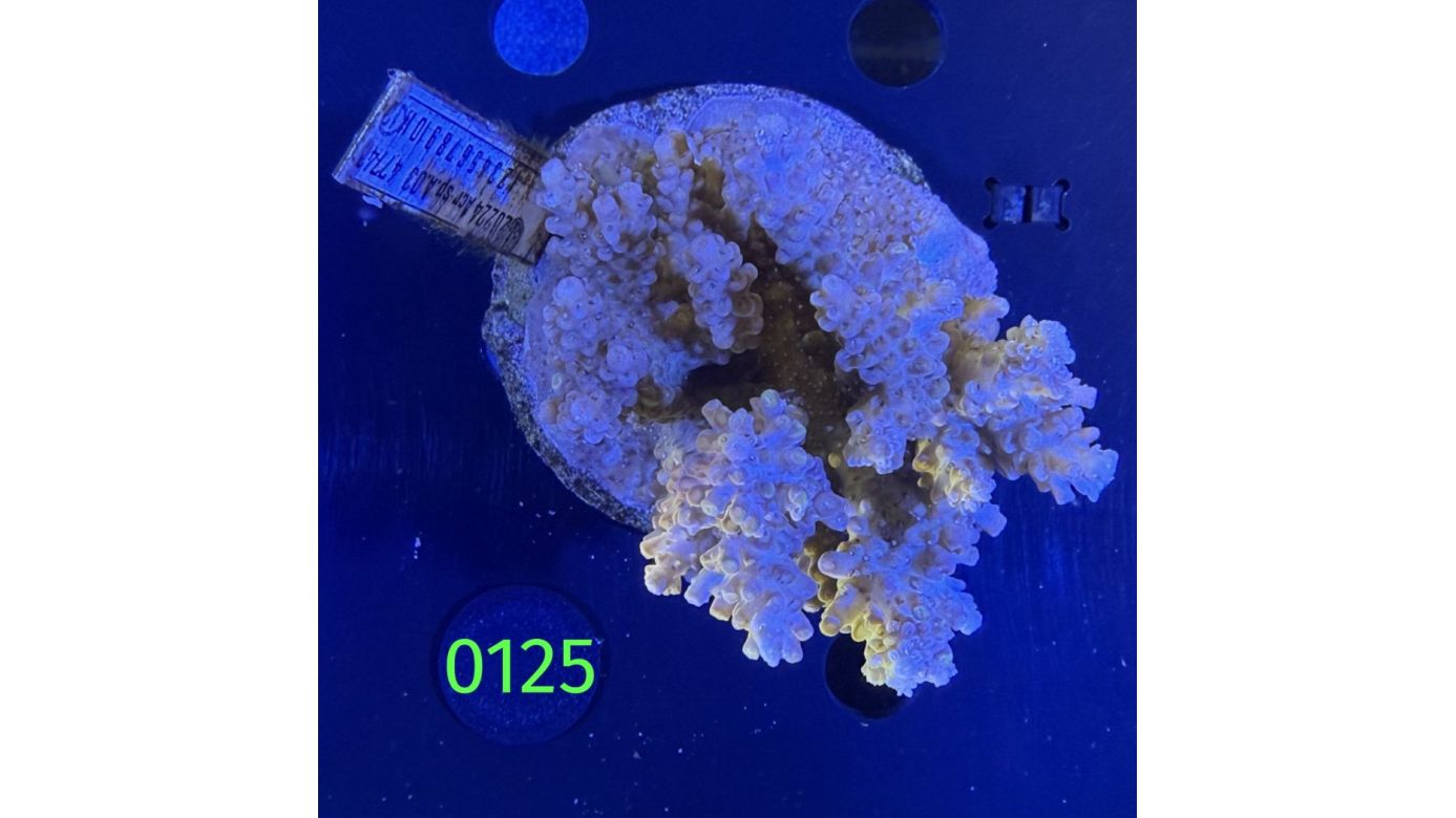 Acropora sp. WYSIWYG 0125