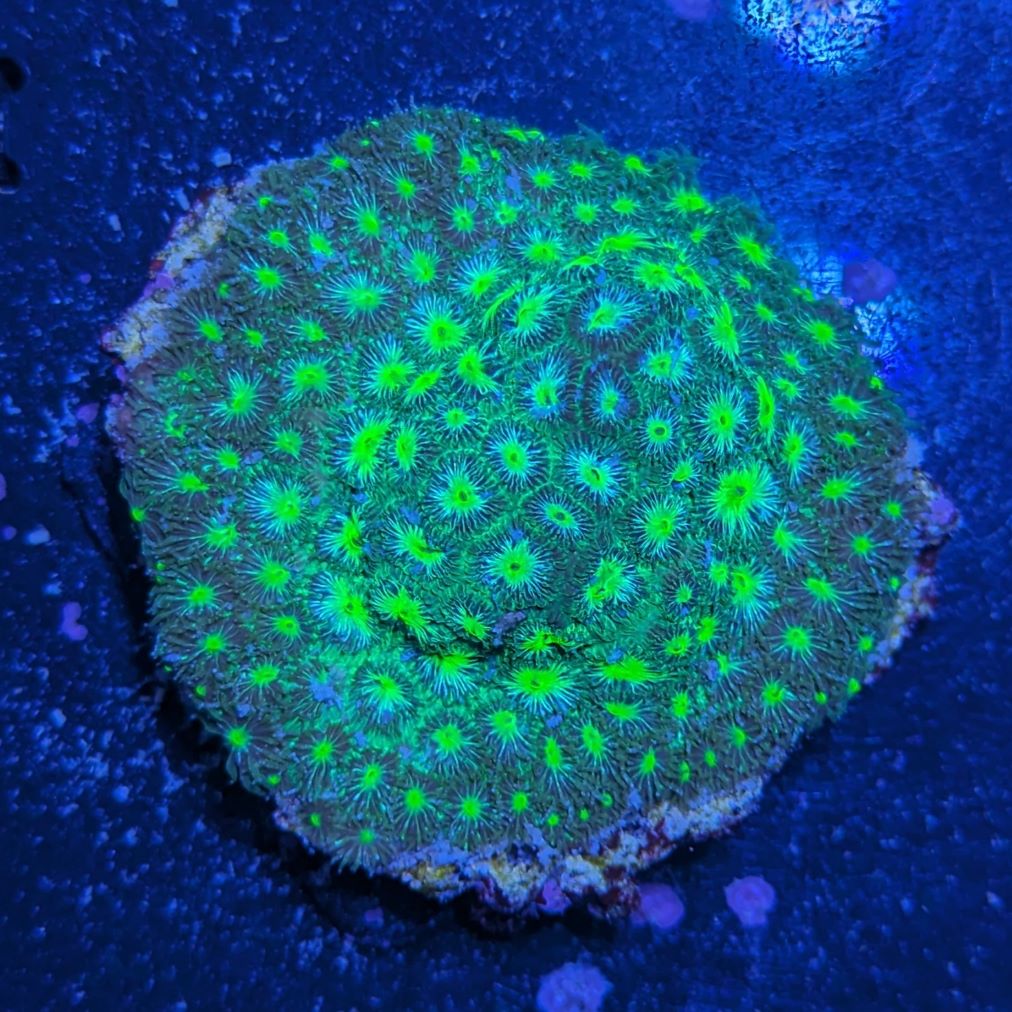 Leptastrea sp. - Großpolypige Steinkoralle Neongrün Deutsche Nachzucht 0023