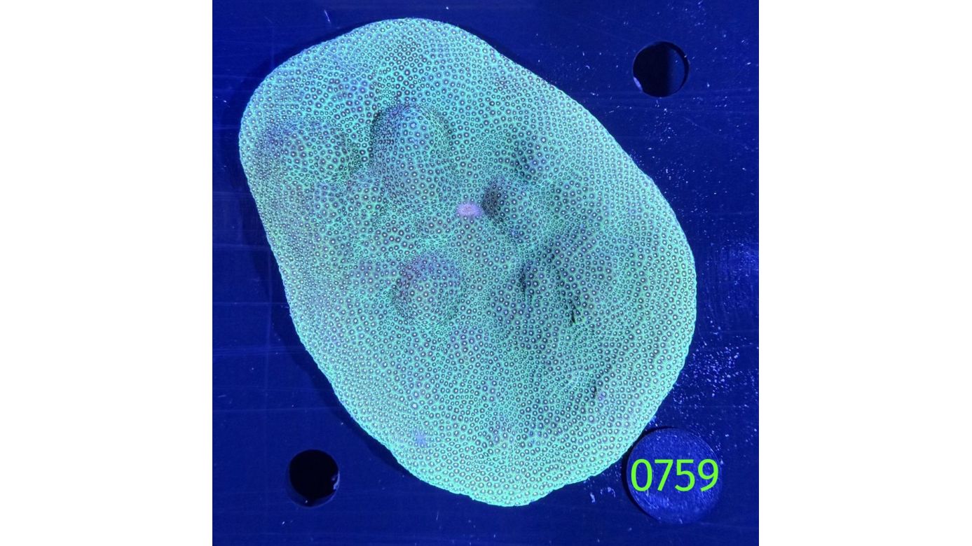 Porites sp.WYSIWYG 0759