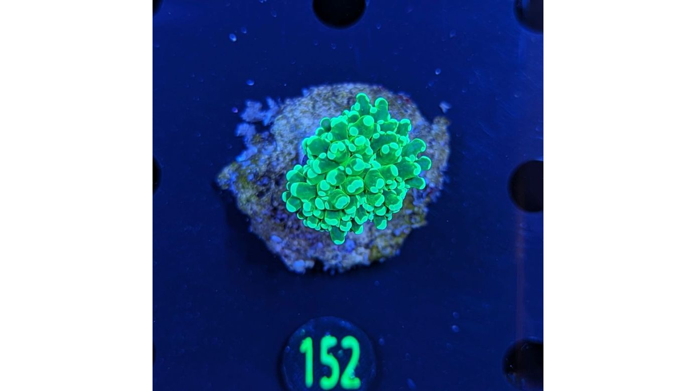 Euphyllia yaeyamensis - Octopuslkoralle Neongrün Deutsche Nachzucht 0152