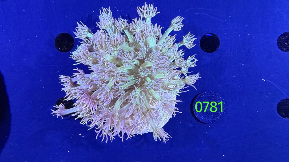 Goniopora sp. WYSIWYG 0781
