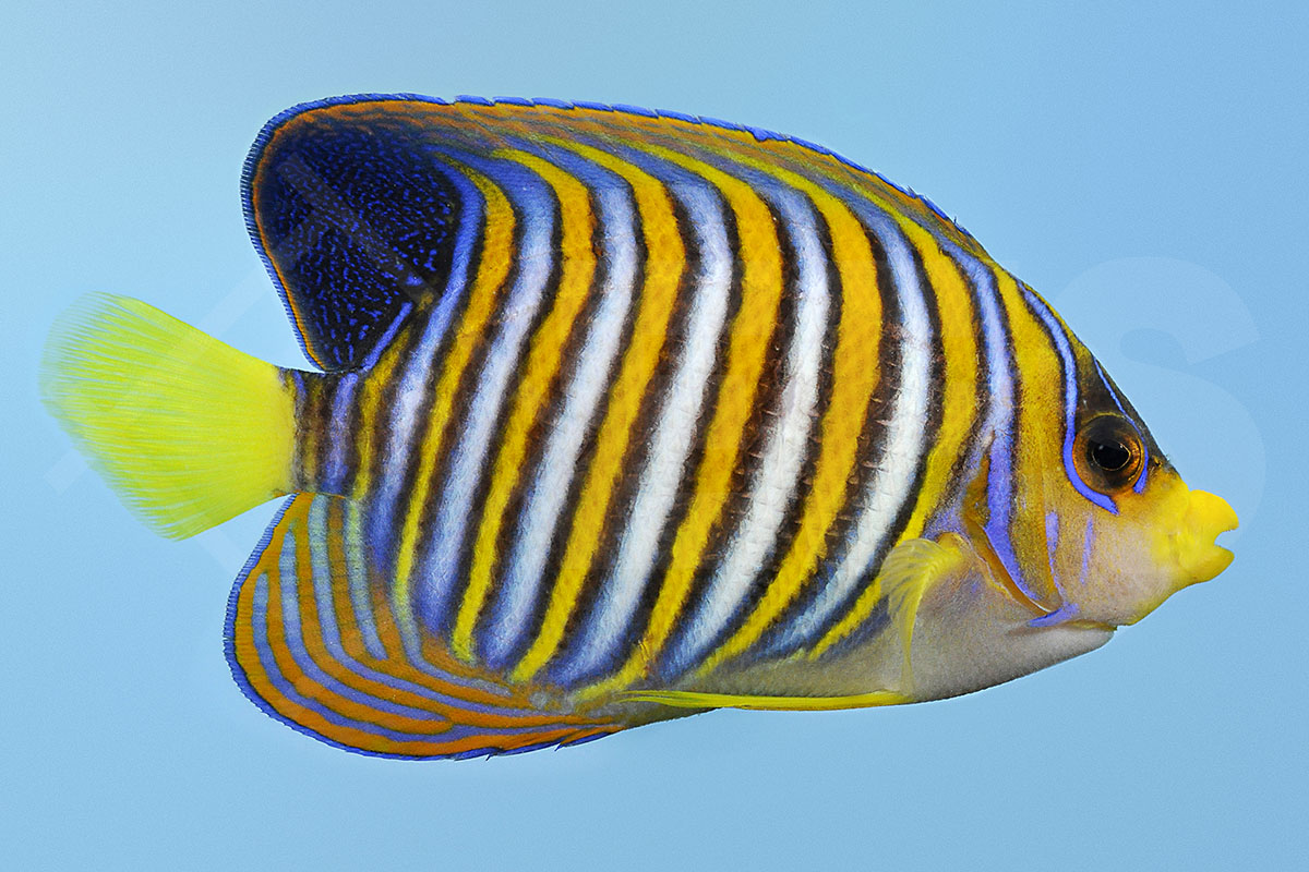 Pygoplites diacanthus - Pfauenkaiserfisch