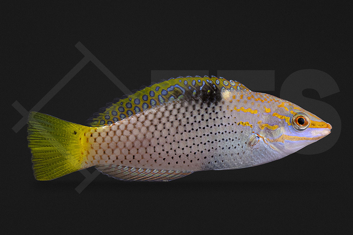 Halichoeres hortulanus - Schachbrett Junker