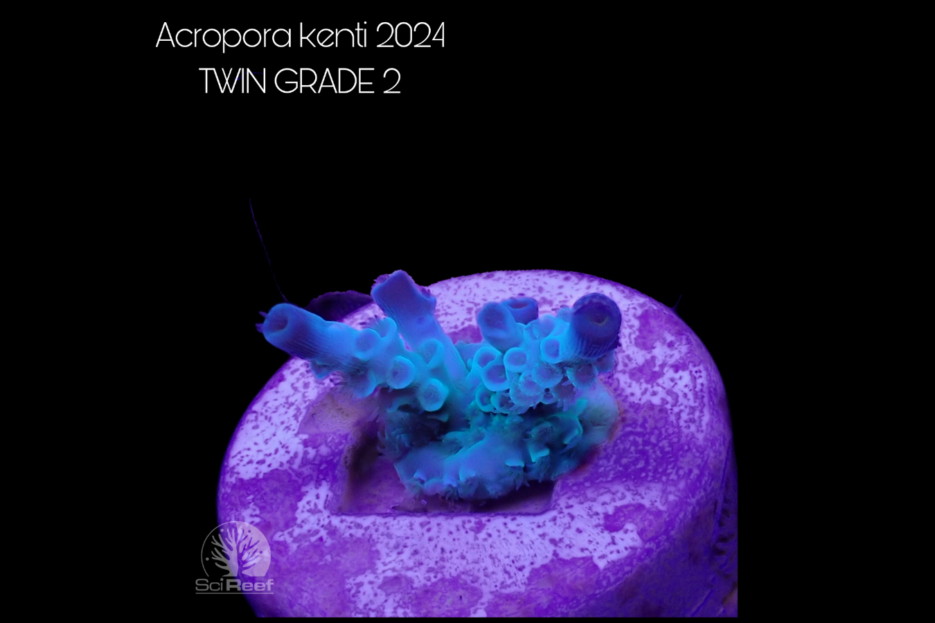 SciReef Acropora kenti TWIN Grade 2 0296