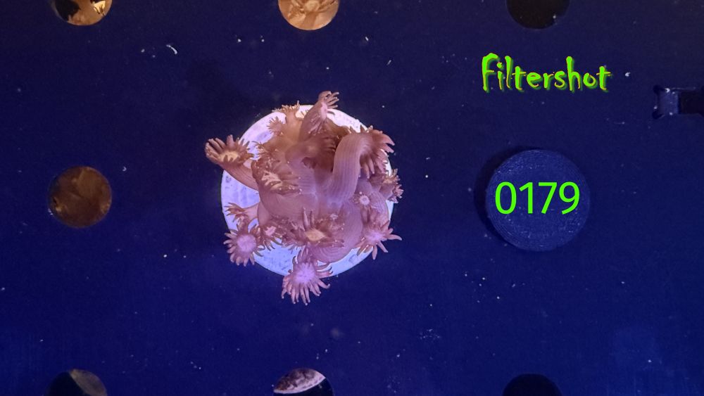 Goniopora sp. - "rot/pink" 0179