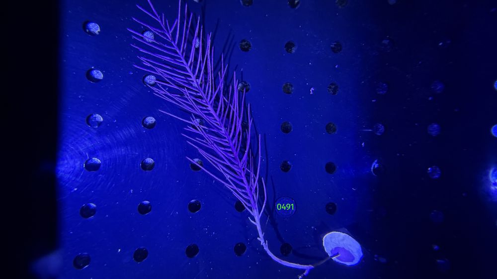 Pseudopterogorgia americana - Schleimige Meerfeder WYSIWYG 0491