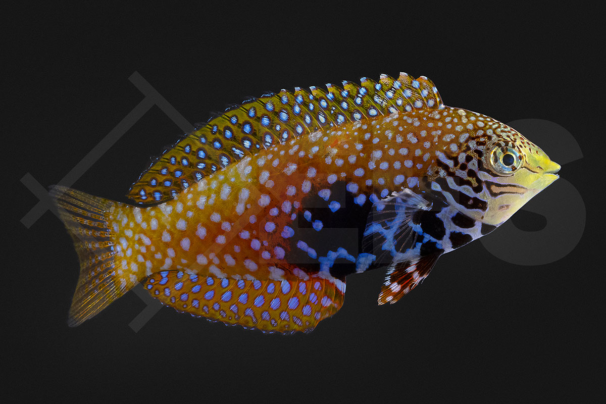 Macropharyngodon bipartitus - Diamant Lippfisch