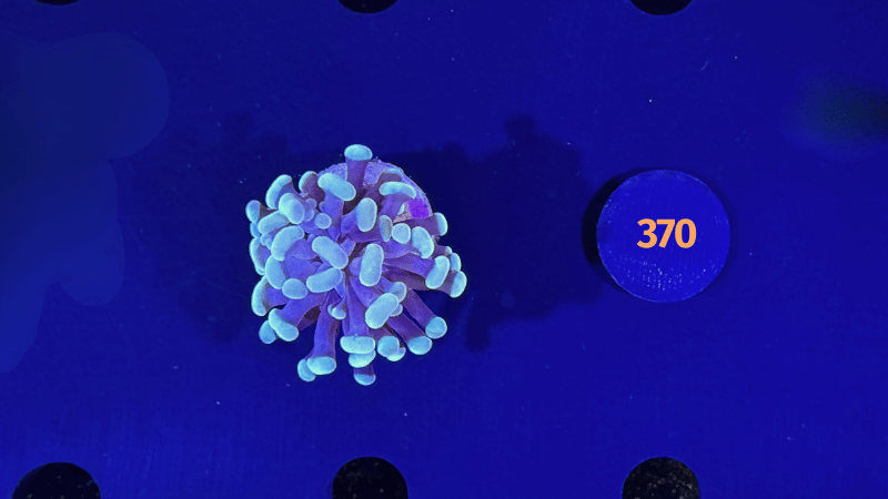 Euphyllia paraancora "Gold" Deutsche Nachzucht 0370