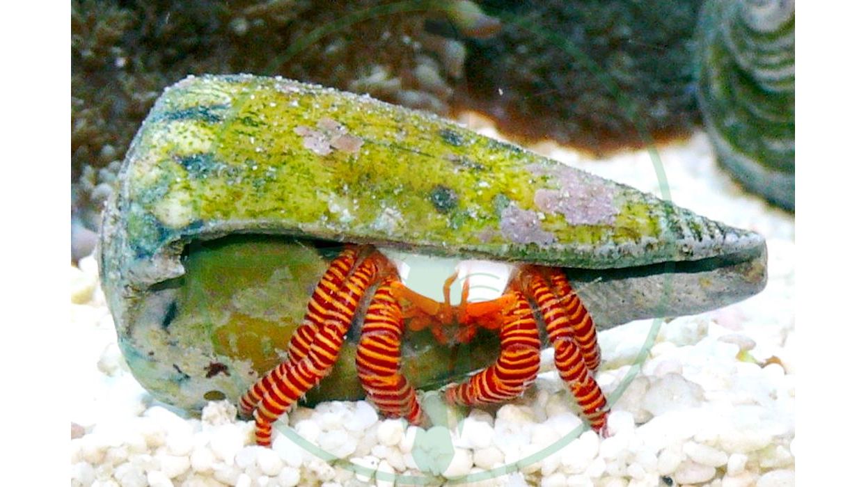 Ciliopagurus strigatus - Ringelsocken Einsiedlerkrebs