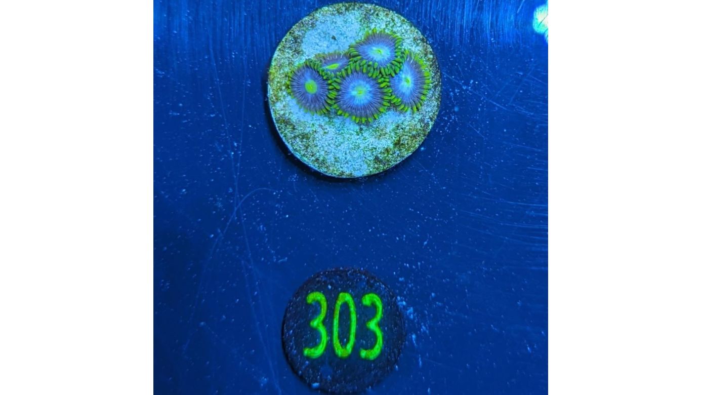 Zoanthus sp. - Krustenanemone gelb/blau PlanktonPlus Nachzucht 0303