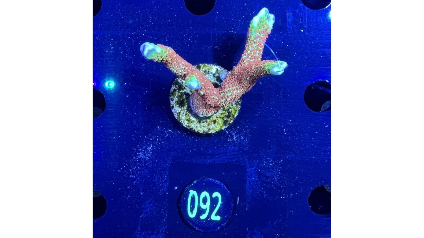 Montipora digitata - Kleinpolypige Steinkoralle Forest Fire Deutsche Nachzucht 0092