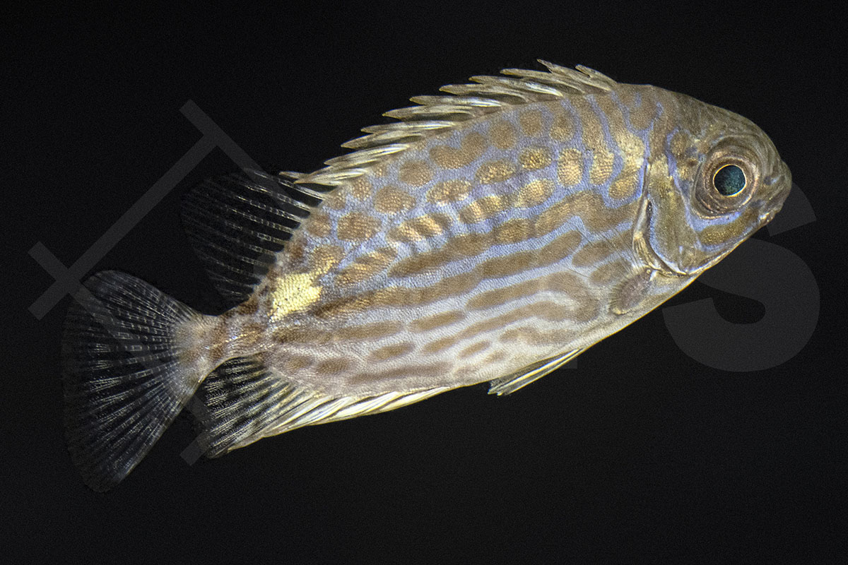 Siganus Lineatus - Goldfleck-Kaninchenfisch NZ