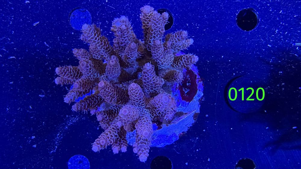 Acropora millepora WYSIWYG 0120