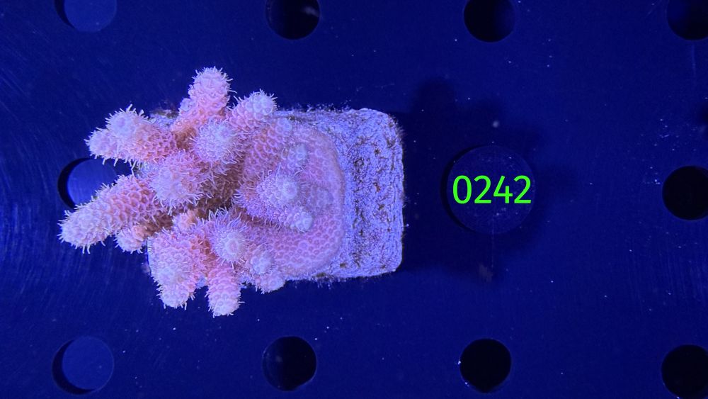 Acropora sp. WYSIWYG 0242