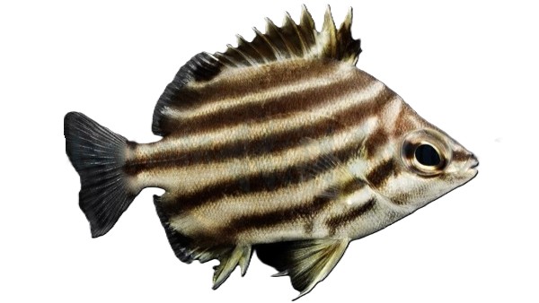 Microcanthus strigatus - Nördlicher Streifenfalterfisch