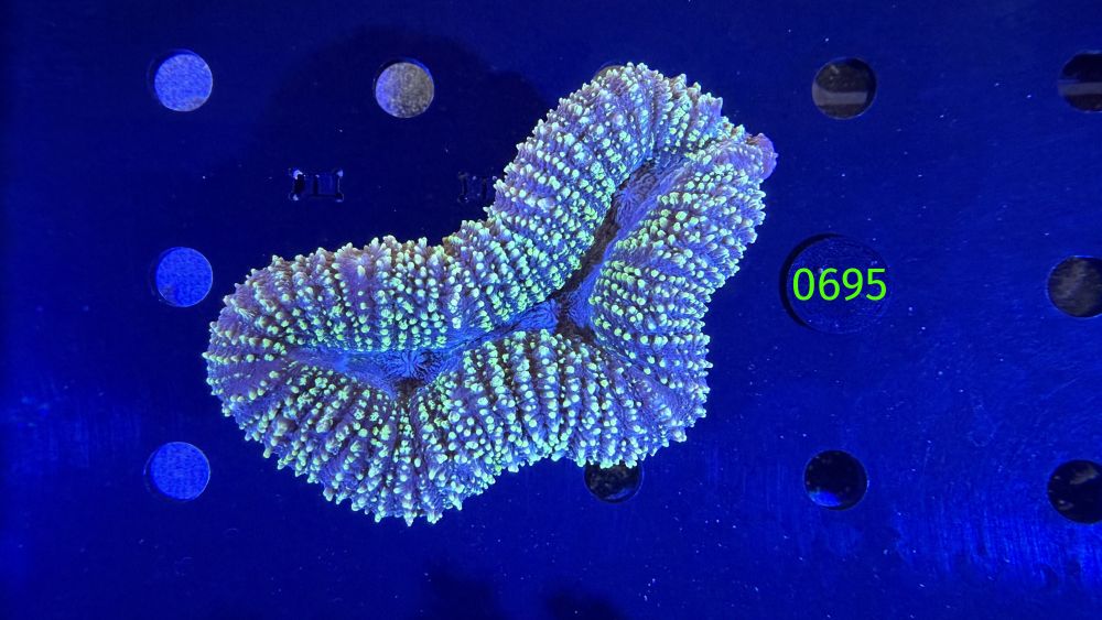Lobophyllia sp. WYSIWYG 0695