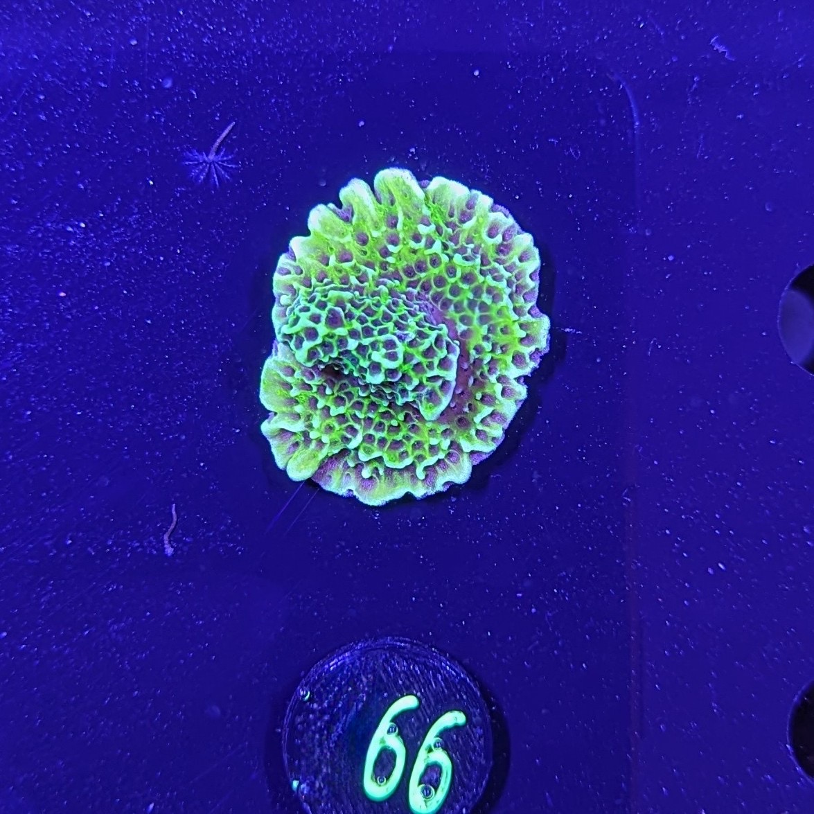 Montipora confusa - Kleinpolypige Steinkoralle Lila Polypen Deutsche Nachzucht 0066