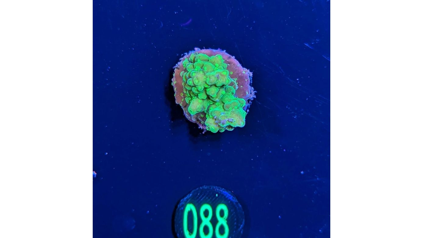 Acropora humilis grün - Deutsche Nachzucht 0088