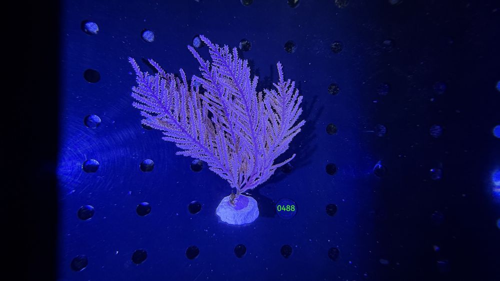 Pseudopterogorgia acerosa - Gorgonie WYSIWYG 0488