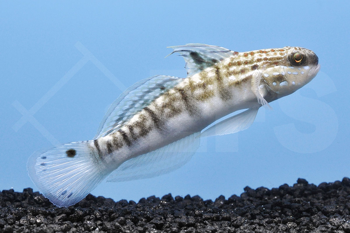 Amblygobius phalaena - Bagger Grundel Braunstreifengrundel