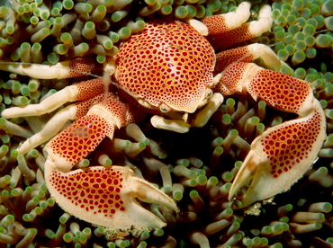 Neopetrolisthes maculatus - Anemonenkrabbe