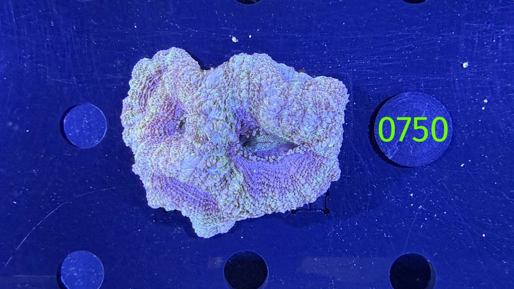 Acanthastrea bowerbanki Aussi WYSIWYG 0750