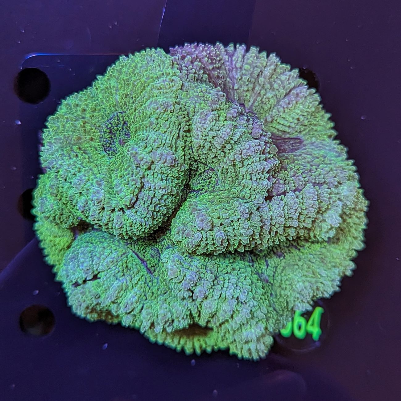 Lobophyllia WYSIWYG 0664